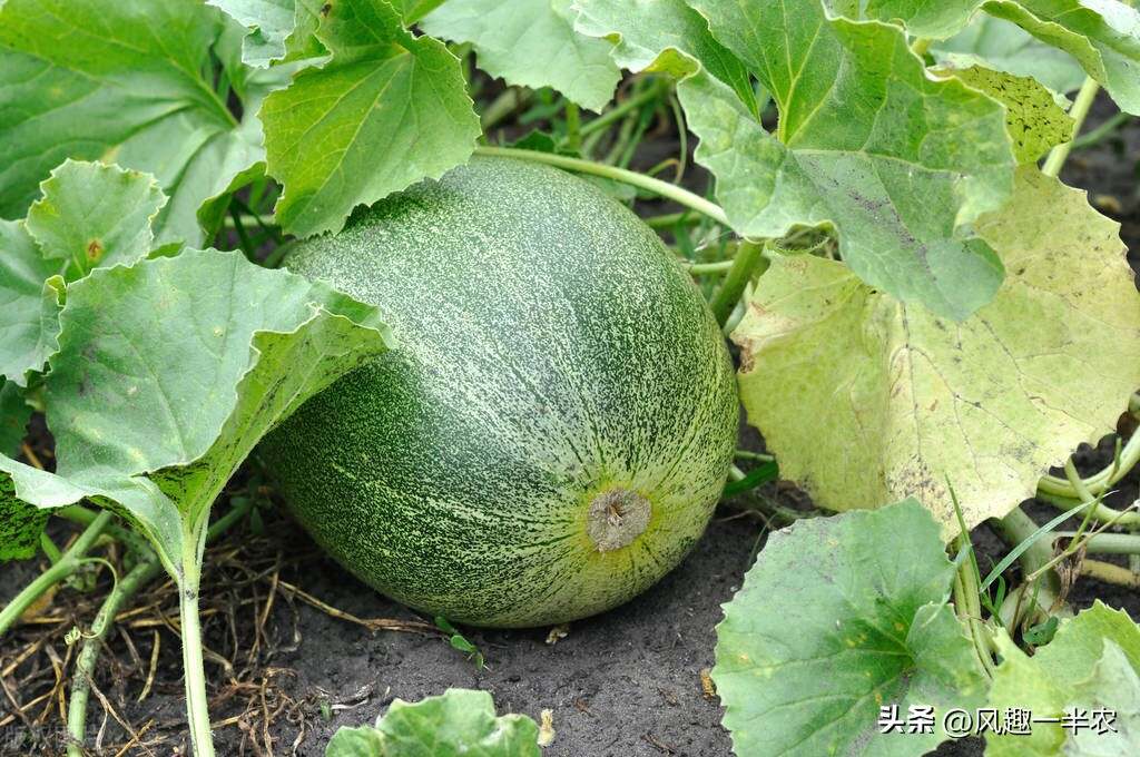 種植絲瓜、南瓜最忌怕哪些施肥方法？如何施肥才高產(chǎn)