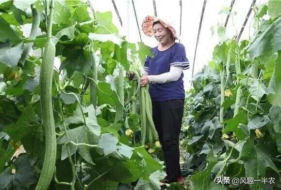 種植絲瓜、南瓜最忌怕哪些施肥方法？如何施肥才高產(chǎn)