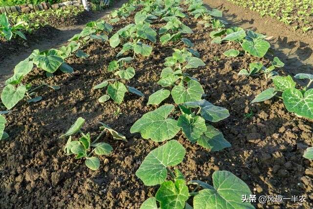 種植絲瓜、南瓜最忌怕哪些施肥方法？如何施肥才高產(chǎn)